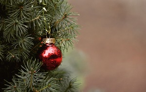 Vente de sapins de Noël