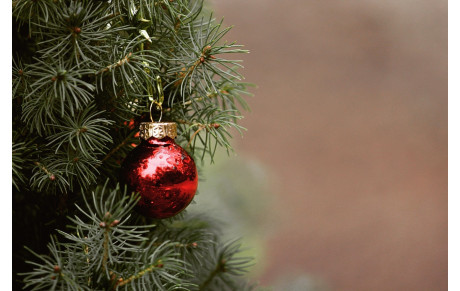 Vente de sapins de Noël